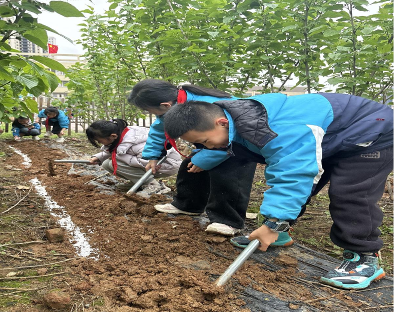珠晖区上托小学举行“桑园春耕”桑树施肥活动